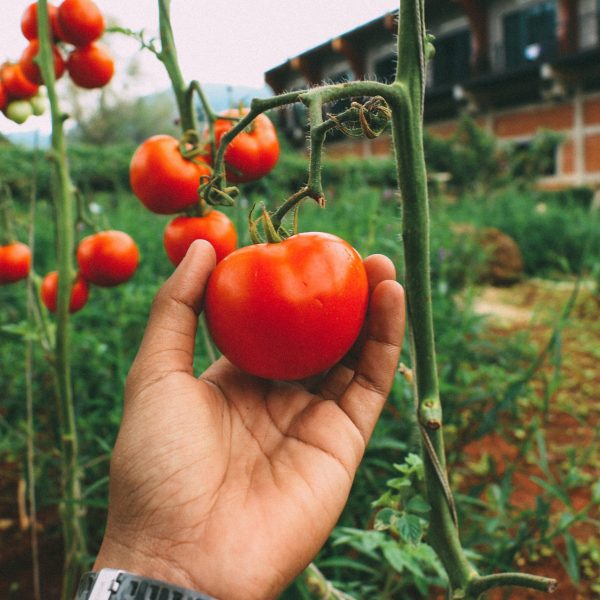 cropped-hand-holding-tomato-farm