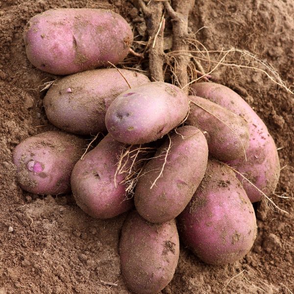 plentiful-potato-harvest-background-garden-shovel