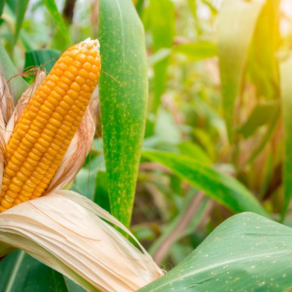 Two mature yellow cob of sweet corn on the field. Collect corn crop.